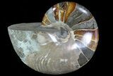 Bargain, Polished Nautilus Fossil - Madagascar #81406-1